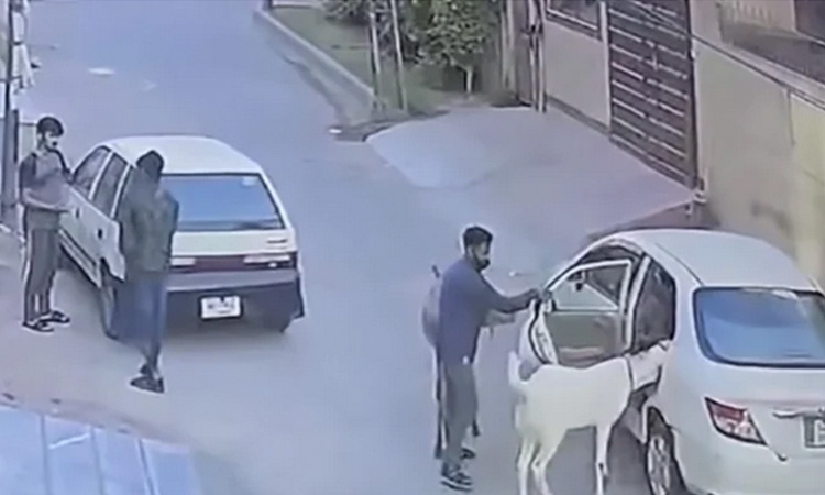 Sacrificial animals robbed at gunpoint in Pakistani city of Lahore Sacrificial animals robbed at gunpoint in Pakistani city of Lahore