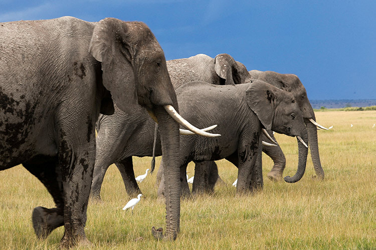 African elephants call each other by unique names, new study African elephants call each other by unique names, new study shows