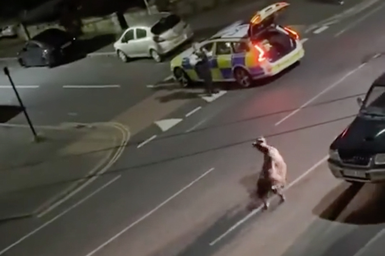 VIDEO: UK government demands an explanation after police ram a VIDEO: UK government demands an explanation after police ram a runaway cow with a squad car