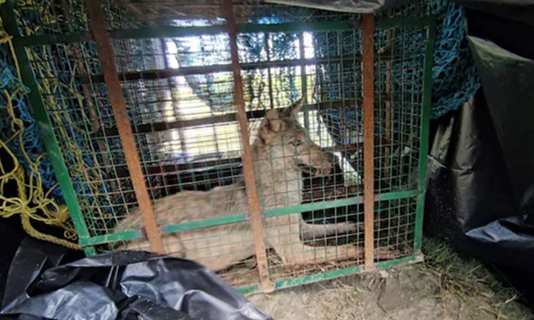 Authorities capture one of three wolves that have killed 7 Authorities capture one of three wolves that have killed 7 children in northern India