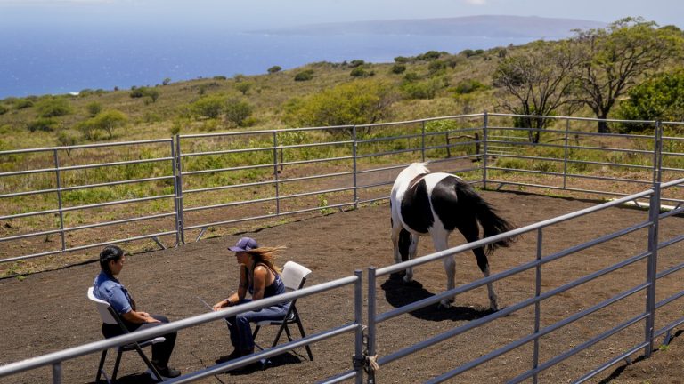 How horses at the Spirit Horse Ranch help Maui wildfire survivors process their grief