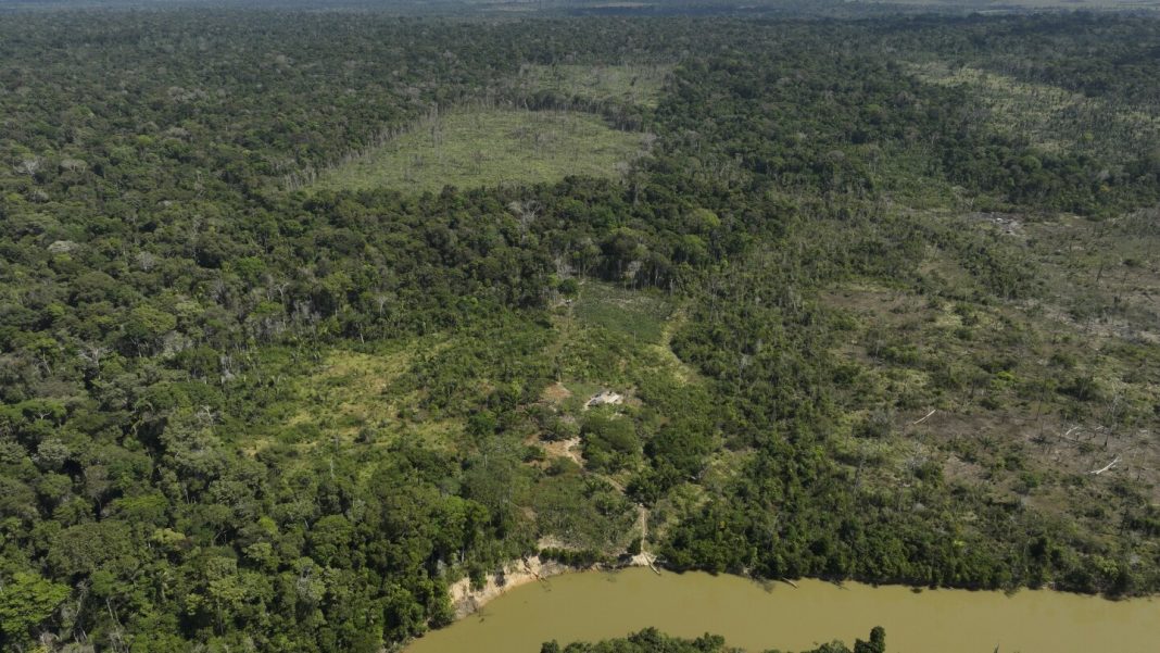 Judge in Brazil orders slaughterhouses to pay for Amazon reforestation Judge in Brazil orders slaughterhouses to pay for Amazon reforestation