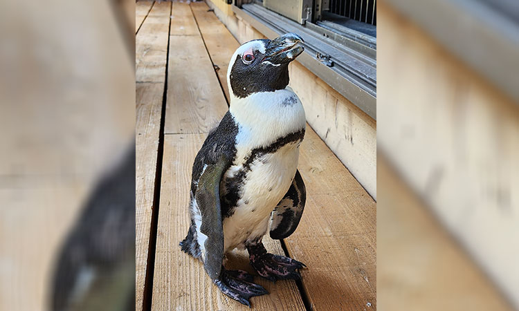 'Miracle' Japan penguin found two weeks after escape 'Miracle' Japan penguin found two weeks after escape